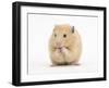 Golden Hamster Washing Itself-Mark Taylor-Framed Photographic Print