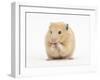 Golden Hamster Washing Itself-Mark Taylor-Framed Photographic Print