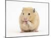 Golden Hamster Washing Itself-Mark Taylor-Mounted Photographic Print