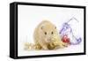 Golden Hamster with Christmas Decorations-Mark Taylor-Framed Stretched Canvas