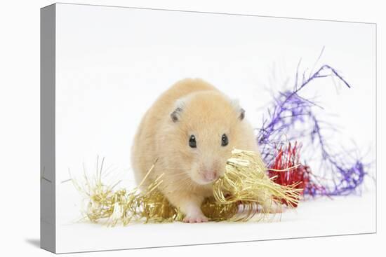 Golden Hamster with Christmas Decorations-Mark Taylor-Stretched Canvas