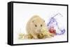 Golden Hamster with Christmas Decorations-Mark Taylor-Framed Stretched Canvas