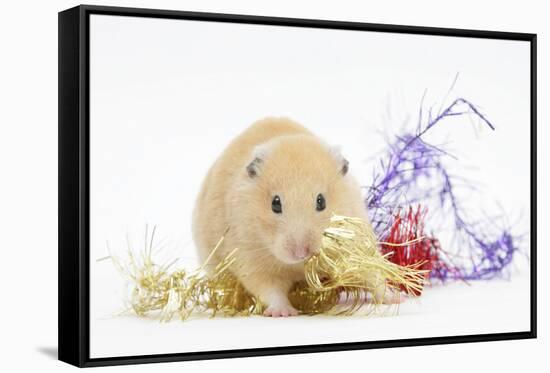 Golden Hamster with Christmas Decorations-Mark Taylor-Framed Stretched Canvas