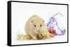 Golden Hamster with Christmas Decorations-Mark Taylor-Framed Stretched Canvas