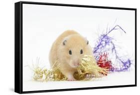 Golden Hamster with Christmas Decorations-Mark Taylor-Framed Stretched Canvas