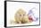 Golden Hamster with Christmas Decorations-Mark Taylor-Framed Stretched Canvas