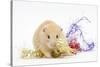 Golden Hamster with Christmas Decorations-Mark Taylor-Stretched Canvas