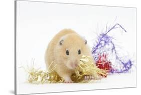 Golden Hamster with Christmas Decorations-Mark Taylor-Stretched Canvas