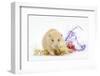 Golden Hamster with Christmas Decorations-Mark Taylor-Framed Premium Photographic Print