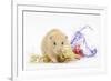 Golden Hamster with Christmas Decorations-Mark Taylor-Framed Photographic Print