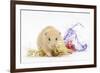 Golden Hamster with Christmas Decorations-Mark Taylor-Framed Photographic Print