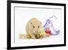 Golden Hamster with Christmas Decorations-Mark Taylor-Framed Photographic Print