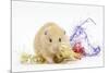 Golden Hamster with Christmas Decorations-Mark Taylor-Mounted Photographic Print