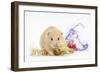 Golden Hamster with Christmas Decorations-Mark Taylor-Framed Photographic Print