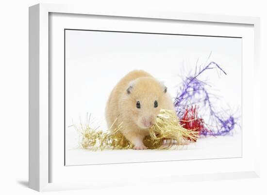 Golden Hamster with Christmas Decorations-Mark Taylor-Framed Photographic Print