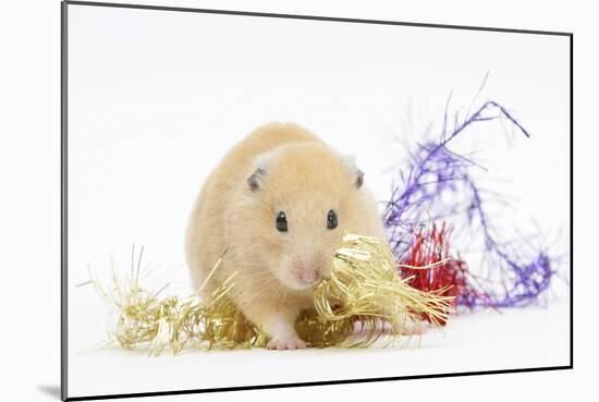 Golden Hamster with Christmas Decorations-Mark Taylor-Mounted Photographic Print