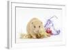 Golden Hamster with Christmas Decorations-Mark Taylor-Framed Photographic Print