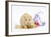 Golden Hamster with Christmas Decorations-Mark Taylor-Framed Photographic Print