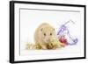 Golden Hamster with Christmas Decorations-Mark Taylor-Framed Photographic Print