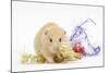 Golden Hamster with Christmas Decorations-Mark Taylor-Mounted Photographic Print