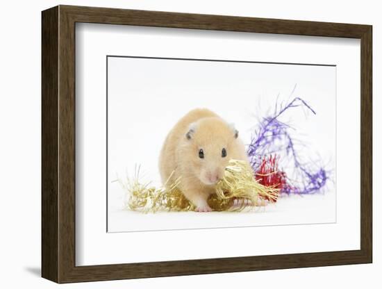 Golden Hamster with Christmas Decorations-Mark Taylor-Framed Photographic Print