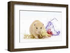 Golden Hamster with Christmas Decorations-Mark Taylor-Framed Photographic Print