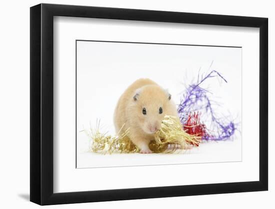 Golden Hamster with Christmas Decorations-Mark Taylor-Framed Photographic Print