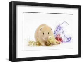 Golden Hamster with Christmas Decorations-Mark Taylor-Framed Photographic Print