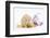 Golden Hamster with Christmas Decorations-Mark Taylor-Framed Photographic Print