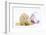 Golden Hamster with Christmas Decorations-Mark Taylor-Framed Photographic Print