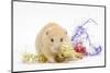 Golden Hamster with Christmas Decorations-Mark Taylor-Mounted Photographic Print