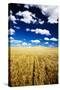 Golden Harvest Wheat, Palouse Country, Washington, USA-Terry Eggers-Stretched Canvas