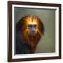 Golden-Headed Lion Tamarin (Leontopithecus Chrysomelas) Captive Portrait-Juan Carlos Munoz-Framed Photographic Print