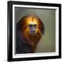 Golden-Headed Lion Tamarin (Leontopithecus Chrysomelas) Captive Portrait-Juan Carlos Munoz-Framed Photographic Print