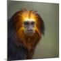 Golden-Headed Lion Tamarin (Leontopithecus Chrysomelas) Captive Portrait-Juan Carlos Munoz-Mounted Photographic Print