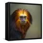 Golden-Headed Lion Tamarin (Leontopithecus Chrysomelas) Captive Portrait-Juan Carlos Munoz-Framed Stretched Canvas