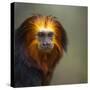 Golden-Headed Lion Tamarin (Leontopithecus Chrysomelas) Captive Portrait-Juan Carlos Munoz-Stretched Canvas