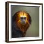 Golden-Headed Lion Tamarin (Leontopithecus Chrysomelas) Captive Portrait-Juan Carlos Munoz-Framed Photographic Print
