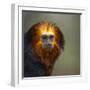 Golden-Headed Lion Tamarin (Leontopithecus Chrysomelas) Captive Portrait-Juan Carlos Munoz-Framed Photographic Print