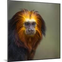 Golden-Headed Lion Tamarin (Leontopithecus Chrysomelas) Captive Portrait-Juan Carlos Munoz-Mounted Photographic Print