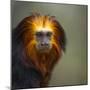Golden-Headed Lion Tamarin (Leontopithecus Chrysomelas) Captive Portrait-Juan Carlos Munoz-Mounted Photographic Print