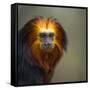 Golden-Headed Lion Tamarin (Leontopithecus Chrysomelas) Captive Portrait-Juan Carlos Munoz-Framed Stretched Canvas