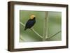 Golden-headed manakin-Ken Archer-Framed Photographic Print