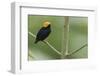 Golden-headed manakin-Ken Archer-Framed Photographic Print