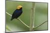 Golden-headed manakin-Ken Archer-Mounted Photographic Print