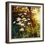 Golden Hedgerow II, 2013, (oil on canvas)-Helen White-Framed Giclee Print