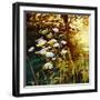 Golden Hedgerow II, 2013, (oil on canvas)-Helen White-Framed Giclee Print