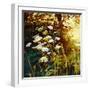 Golden Hedgerow II, 2013, (oil on canvas)-Helen White-Framed Giclee Print