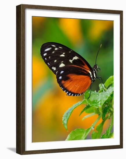 Golden Helicon-Adam Jones-Framed Premium Photographic Print