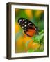 Golden Helicon-Adam Jones-Framed Photographic Print